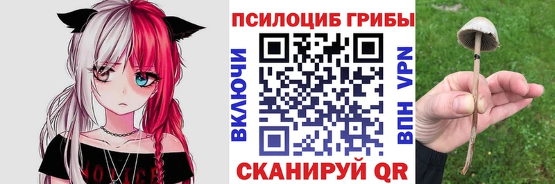 hydra зеркало  Первомайск  Псилоцибиновые грибы Cubensis 